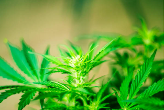Pourquoi et comment la température, l'humidité et la lumière affectent-elles la qualité du haschich et du CBD ?